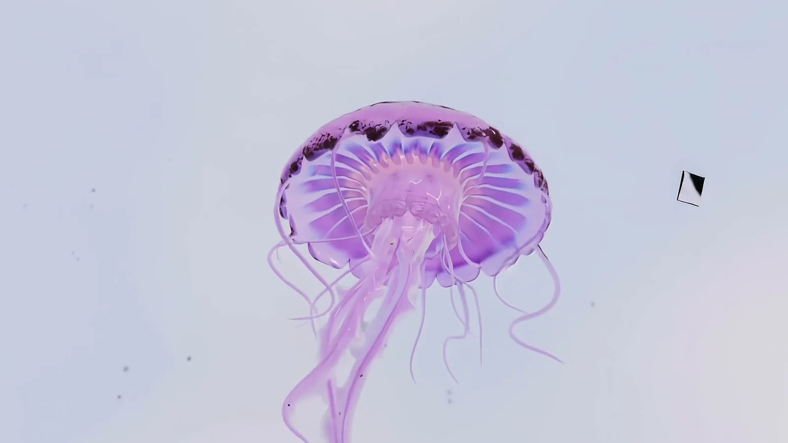 A jellyfish bell lit from inside, seen from below
