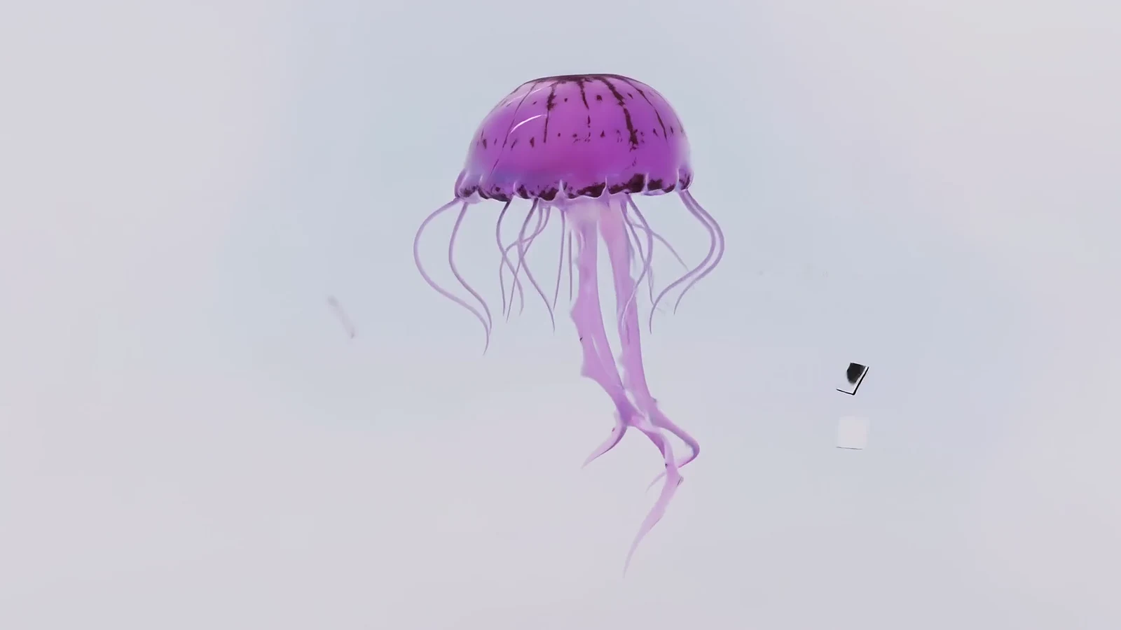 A jellyfish trailing long tentacles