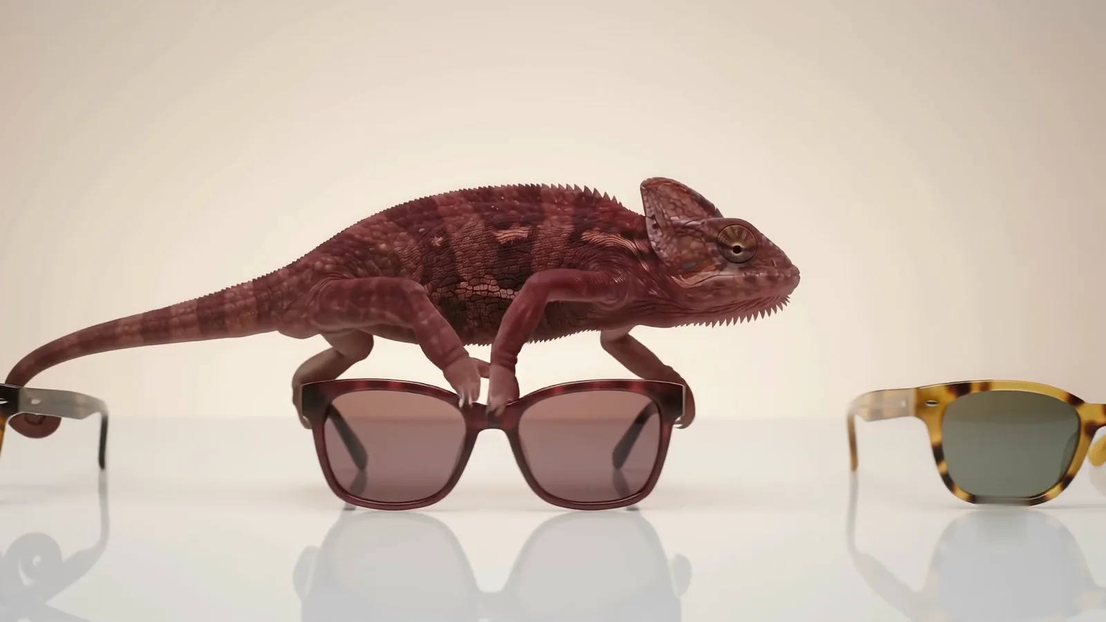 The chameleon turned deep red, walking over burgundy sunglasses