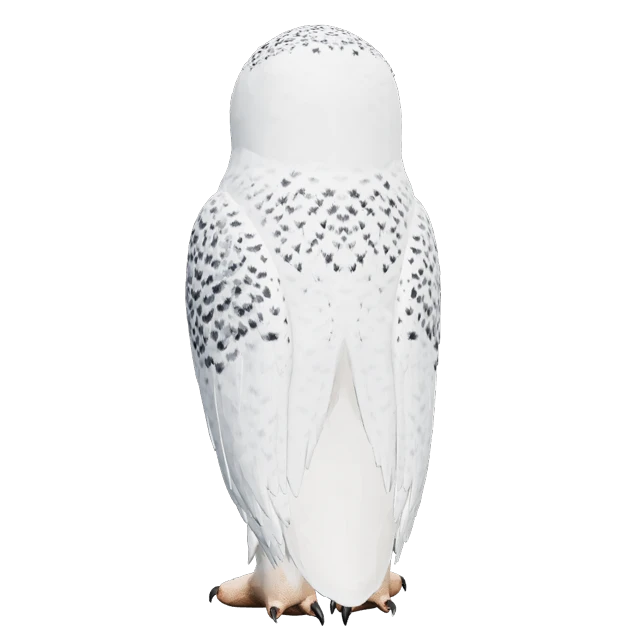 The Strix owl seen from behind